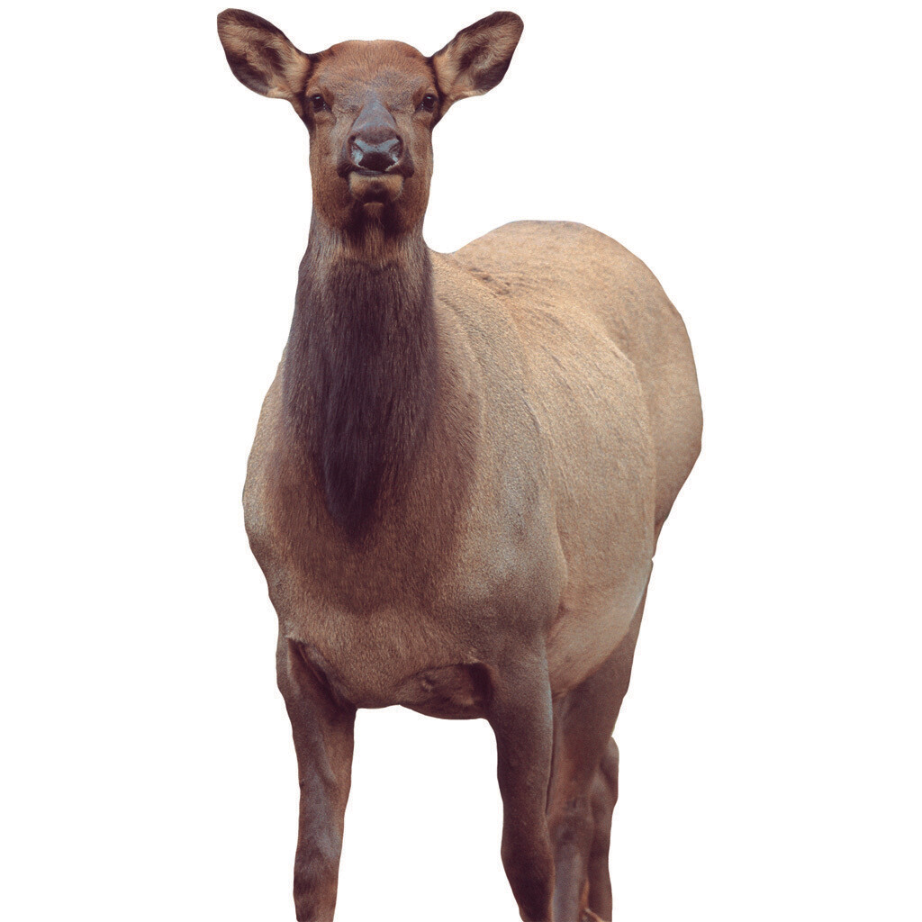 Montana Decoy Eichler Elk Decoy Montana Decoy Eichler Elk Decoy