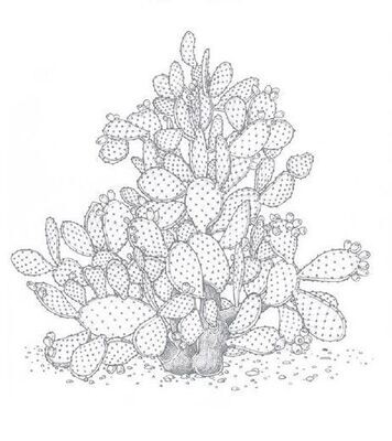 Fibre de cactus