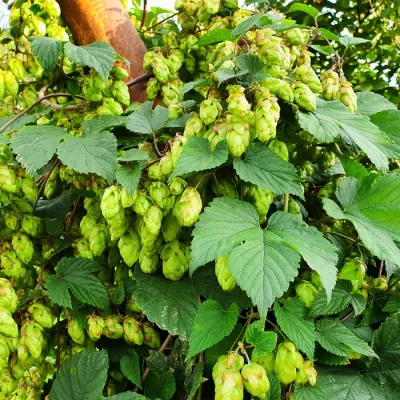 Les feuilles de houblon en laiton massif