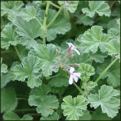 Les feuilles de géranium en laiton massif