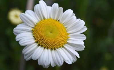 les coeurs de reine marguerite en laiton massif