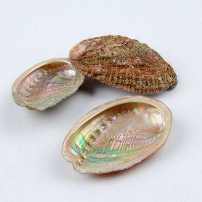 La coquille d'ormeau en laiton massif