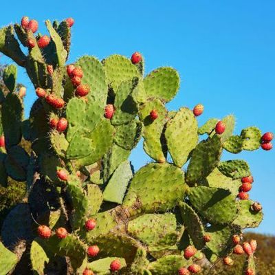 la fibre de cactus en argent massif (collection unique)