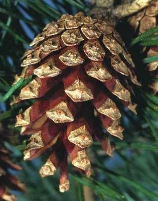 Les petites pommes de pin des Vosges en bronze massif