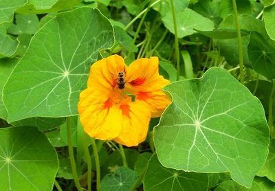 les feuilles de capucine en laiton massif