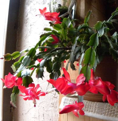 Le cactus de noël (Schlumbergera)