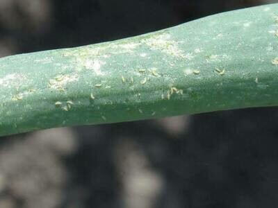 Profectron 720 EC; Thrips Control for Onions 500ml