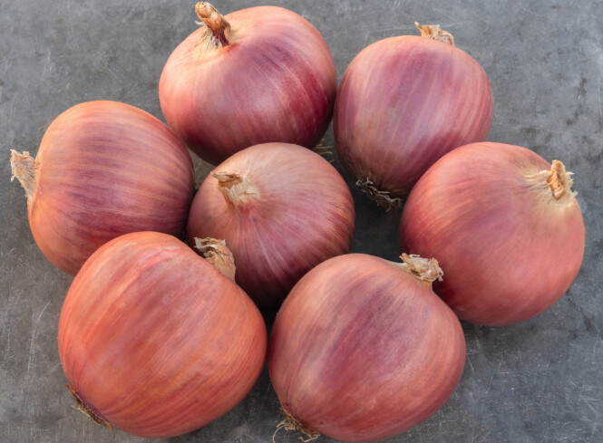 Africa Red Hybrid Onion: 100k Seeds