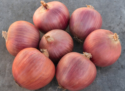 Africa Red Hybrid Onion: 100k Seeds