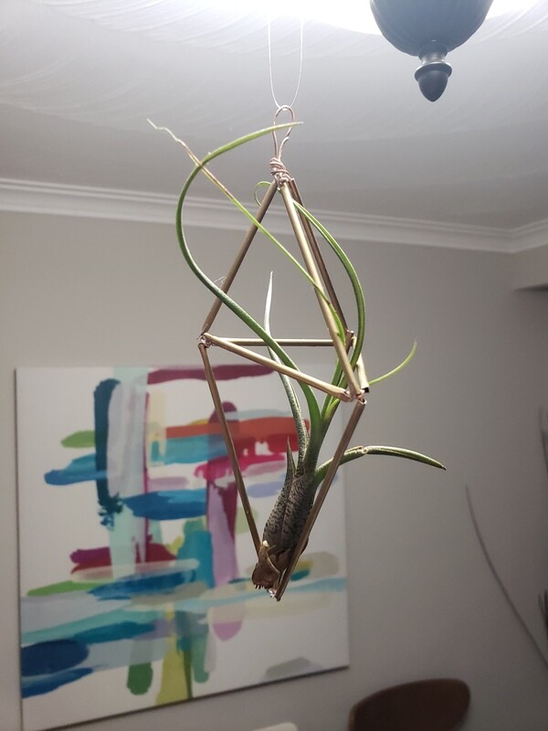 geometric pendant with air plant
