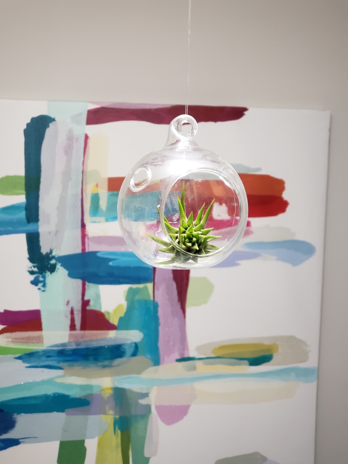 spherical terrarium with air plant