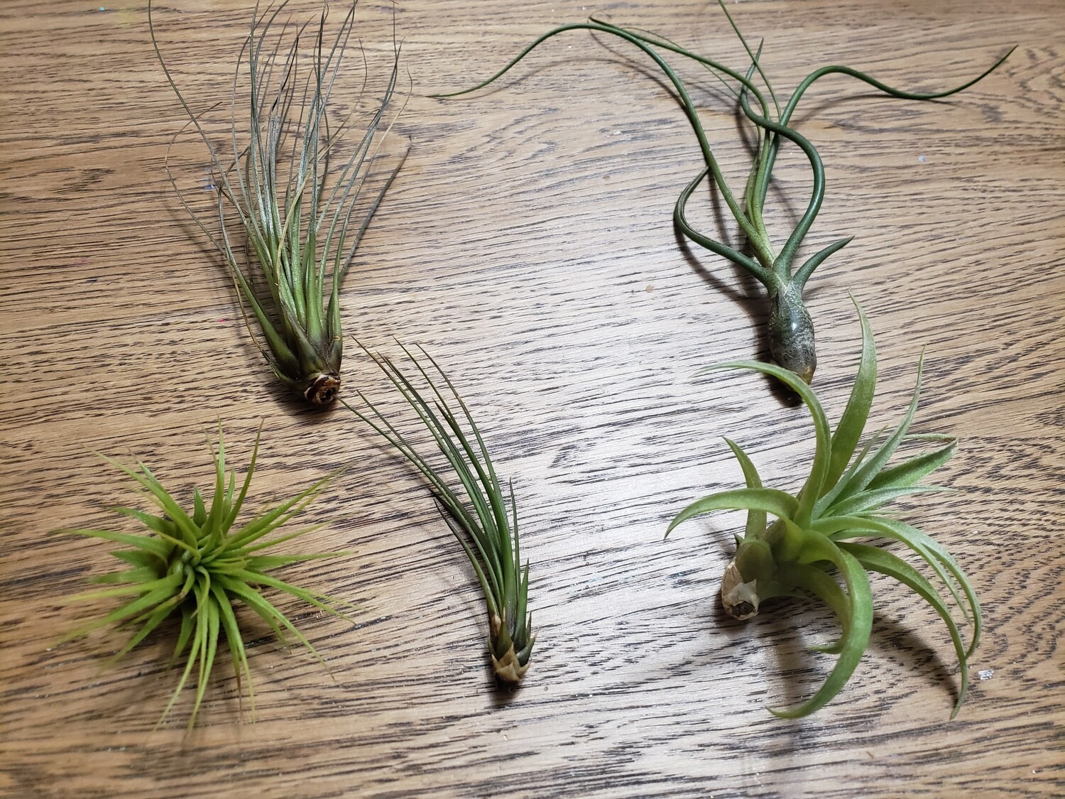 air plant (separate)