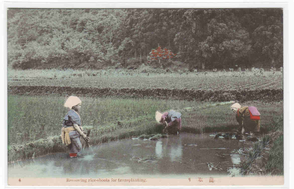 Removing Rice Shoots for Transplanting Farming Japan 1910c postcard