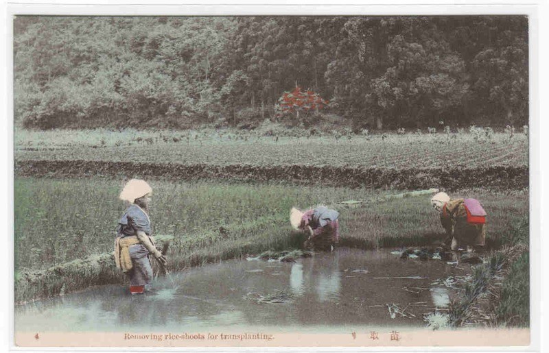 Removing Rice Shoots for Transplanting Farming Japan 1910c postcard