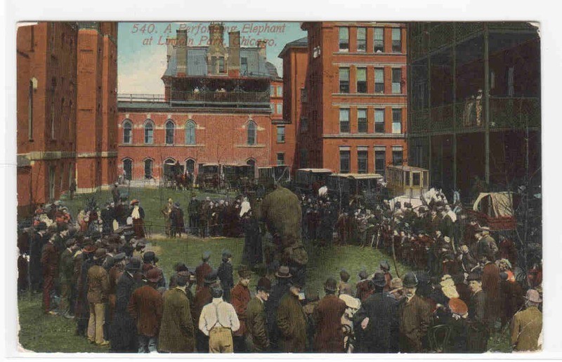 Performing Elephant Lincoln Park Chicago Illinois 1912 postcard