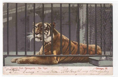 Tiger Lincoln Park Zoo Chicago Illinois 1906 postcard
