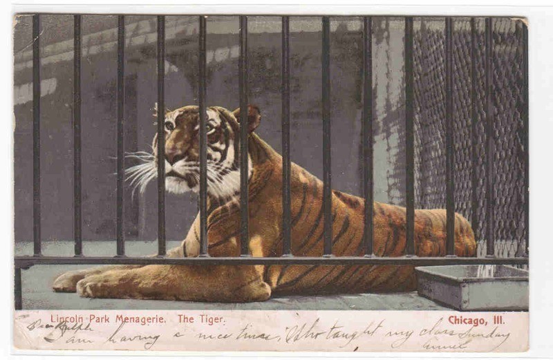Tiger Lincoln Park Zoo Chicago Illinois 1906 postcard