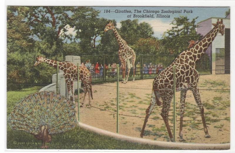 Giraffes Brookfield Zoo Chicago Illinois linen postcard