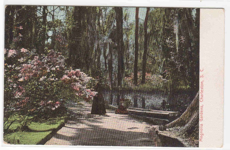 Magnolia Gardens Charleston South Carolina 1905c postcard