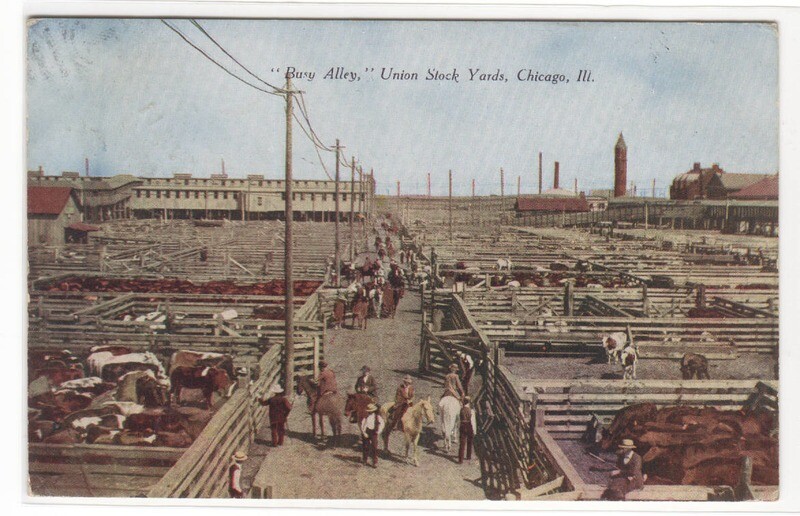 Busy Alley Cattle Union Stock Yards Chicago Illinois 1910c postcard