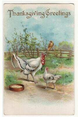 White Turkey &amp; Hen Thanksgiving Greeting 1910 postcard