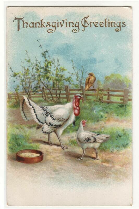White Turkey &amp; Hen Thanksgiving Greeting 1910 postcard