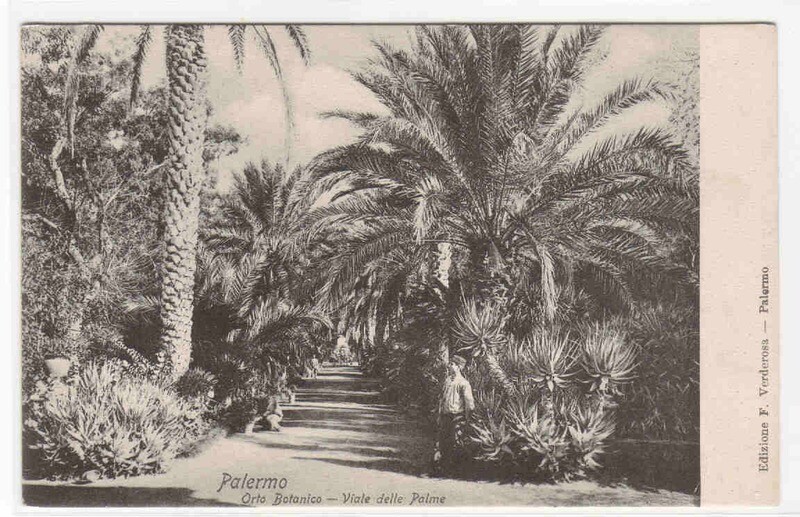Orto Botanico Viale delle Palme Palermo Italy 1905c postcard