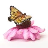 Butterfly &amp; Insect