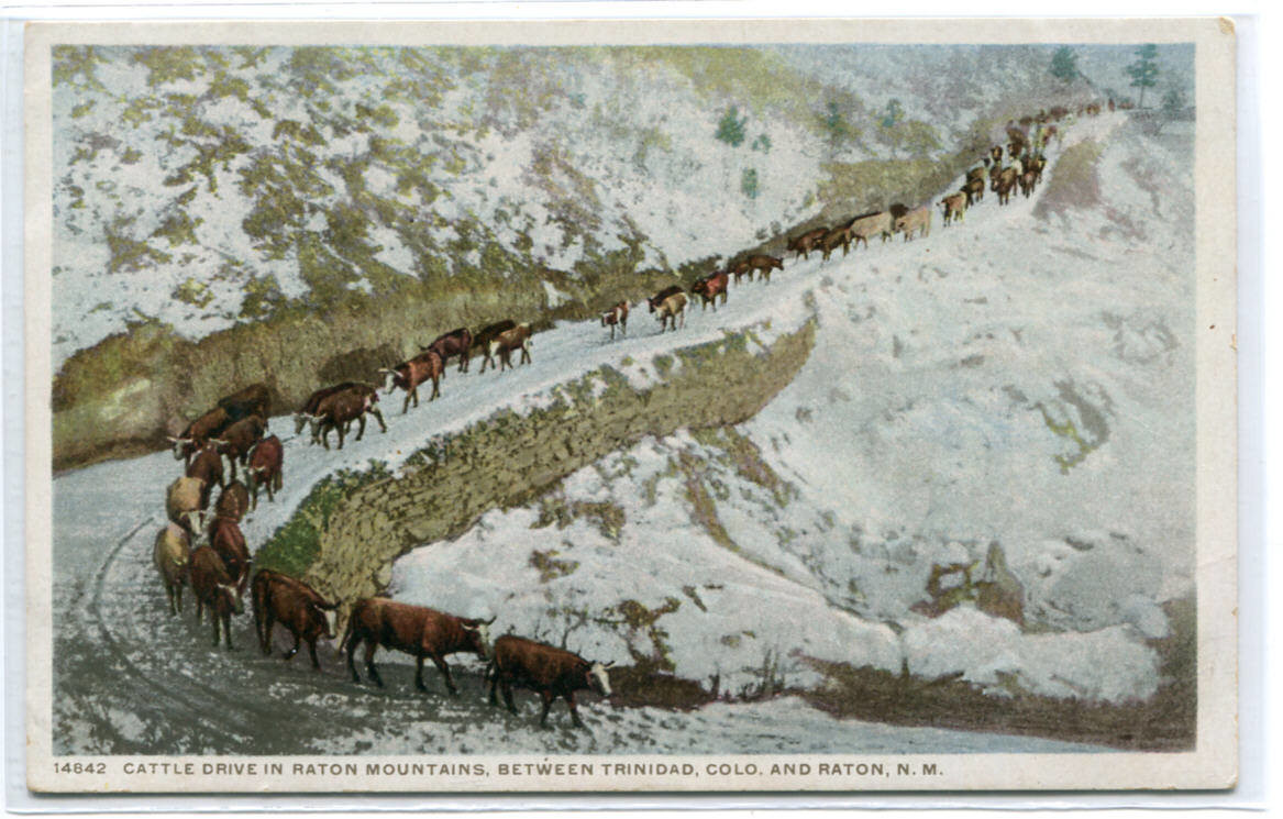 Cattle Drive Raton Mountains New Mexico 1910c postcard