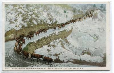 Cattle Drive Raton Mountains New Mexico 1910c postcard