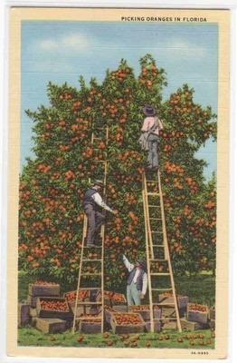 Orange Orchard Picking Florida linen postcard
