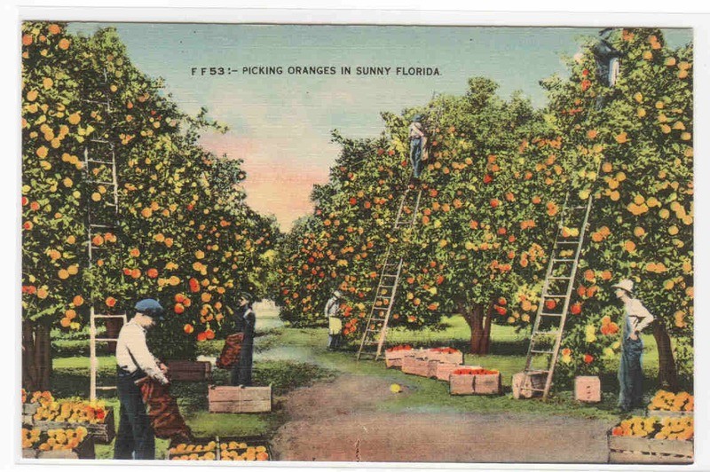 Picking Oranges Orchard Sunny Florida linen postcard