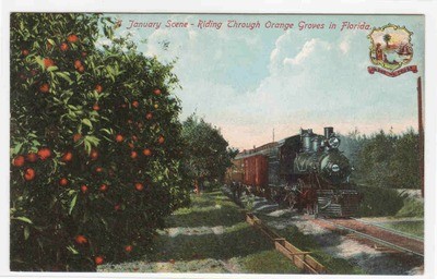 Railroad Train Orange Groves Florida 1910c postcard