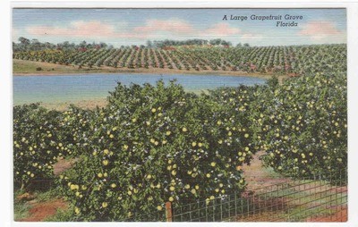 Large Grapefruit Grove Florida linen postcard