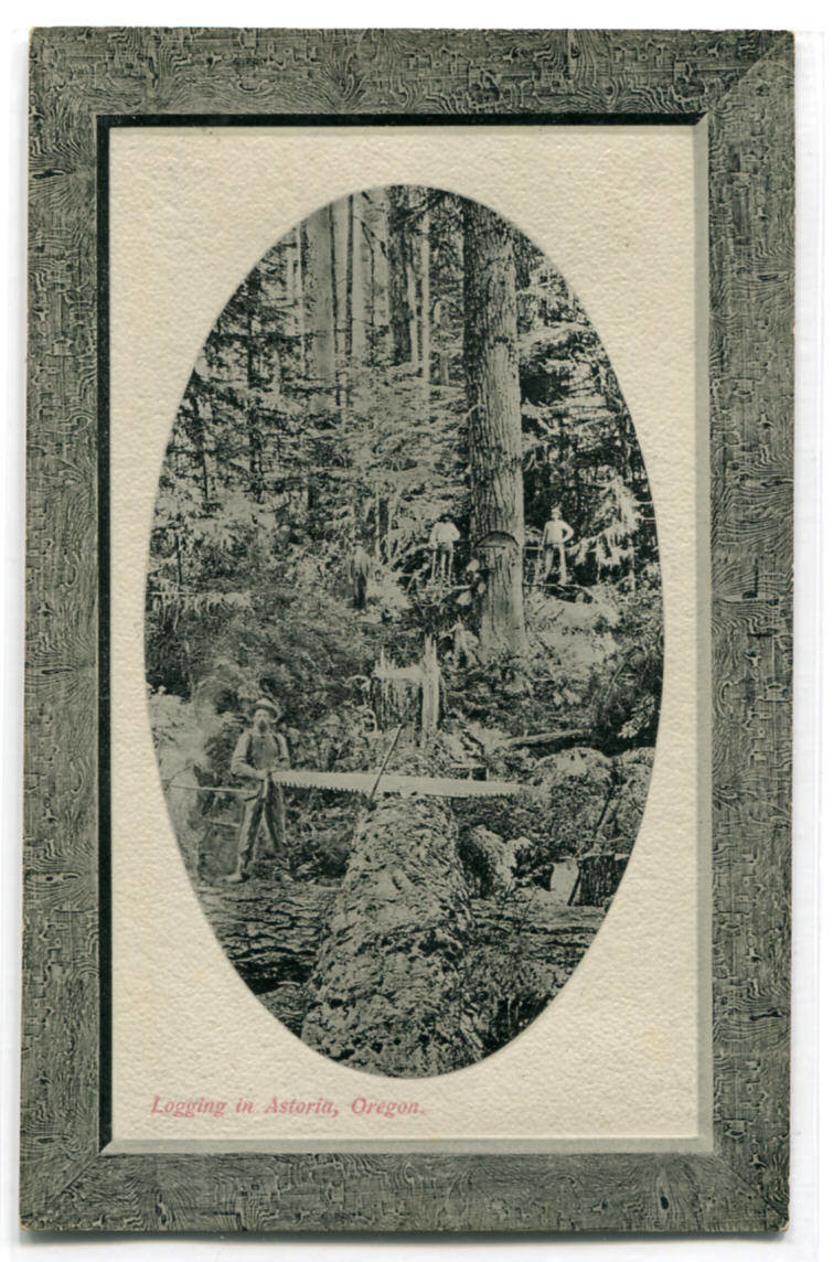 Felling Tree Logging Astoria Oregon 1910c postcard