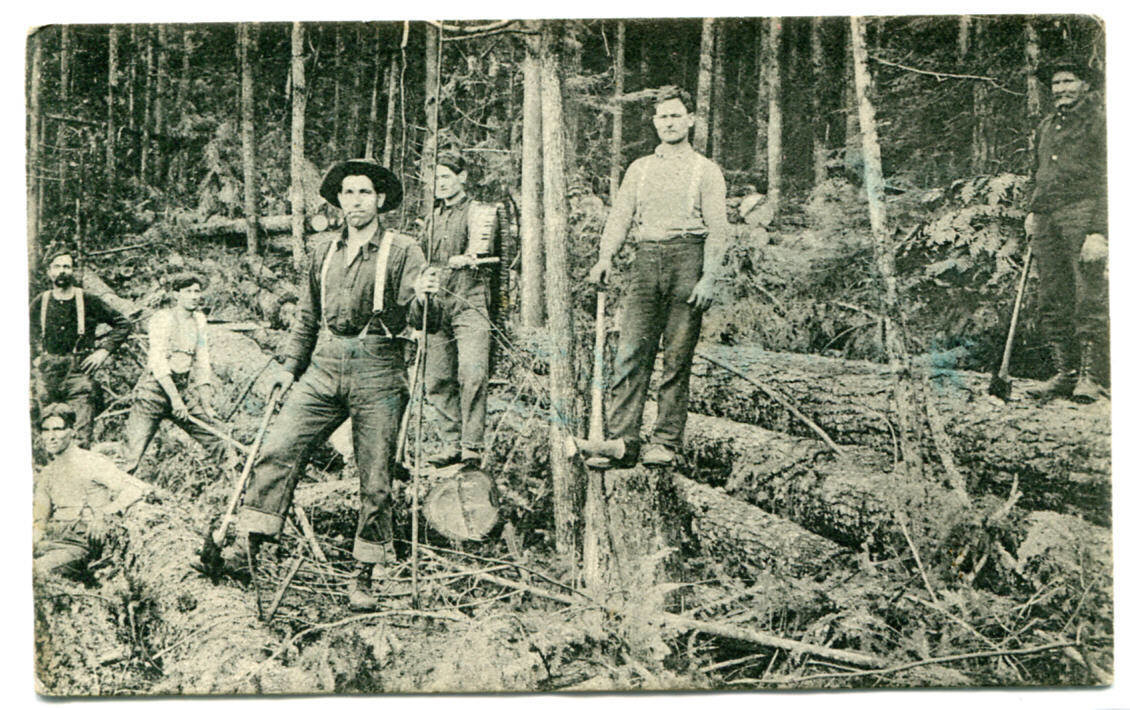 Logging Team in Forest Rainier Oregon 1910 postcard