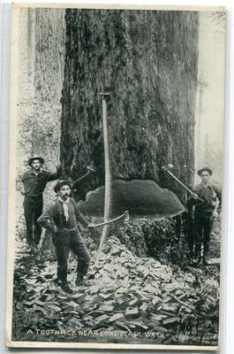 Felling Tree Logging Long Beach Washington 1910s postcard