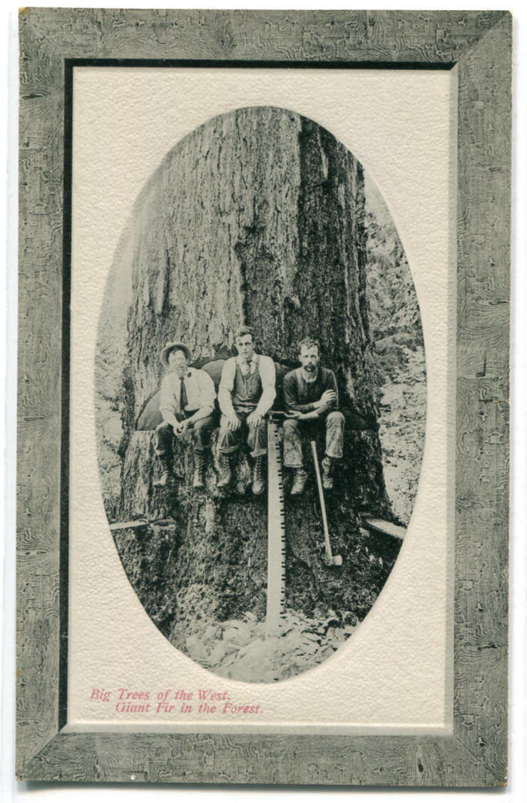 Felling Tree Logging Giant Fir Tree of the West 1910c postcard