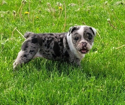 "Oreo" Olde English Bulldog Puppy, Female