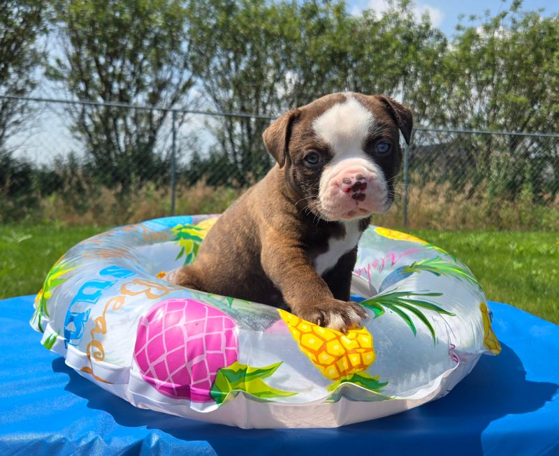 &quot;Harry&quot; American Bulldog Puppy, Male