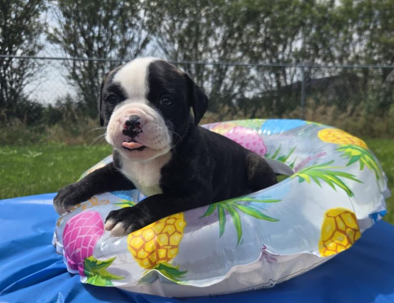 &quot;Matilda&quot; American Bulldog Puppy, Female