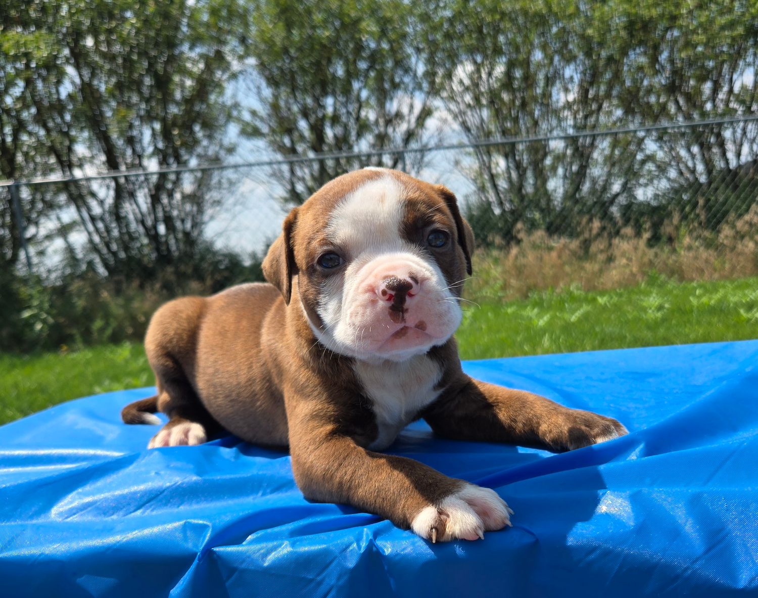 &quot;Miss Honey&quot; American Bulldog Puppy, Female
