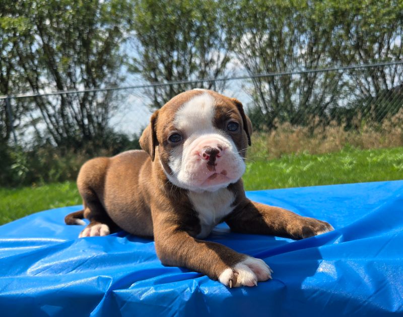 &quot;Miss Honey&quot; American Bulldog Puppy, Female