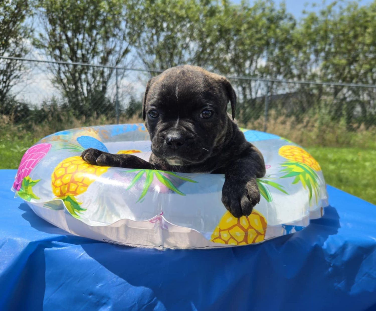 &quot;Miss Trenchbell&quot; American Bulldog Puppy, Female