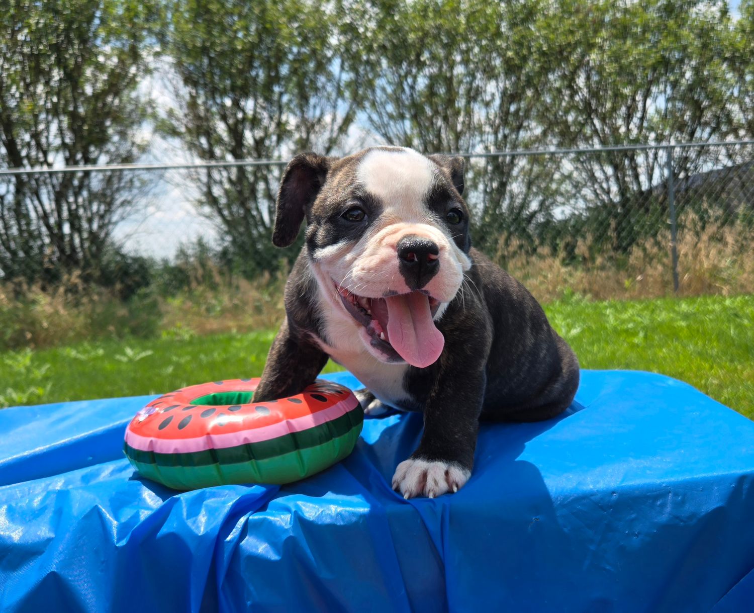 &quot;JP&quot; Olde English Bulldog Puppy, Female