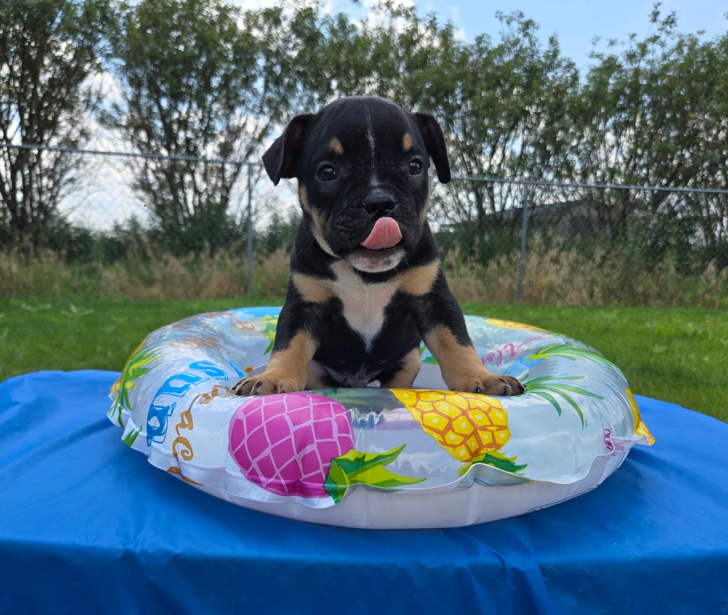 &quot;George&quot; Olde English Bulldog Puppy, Male