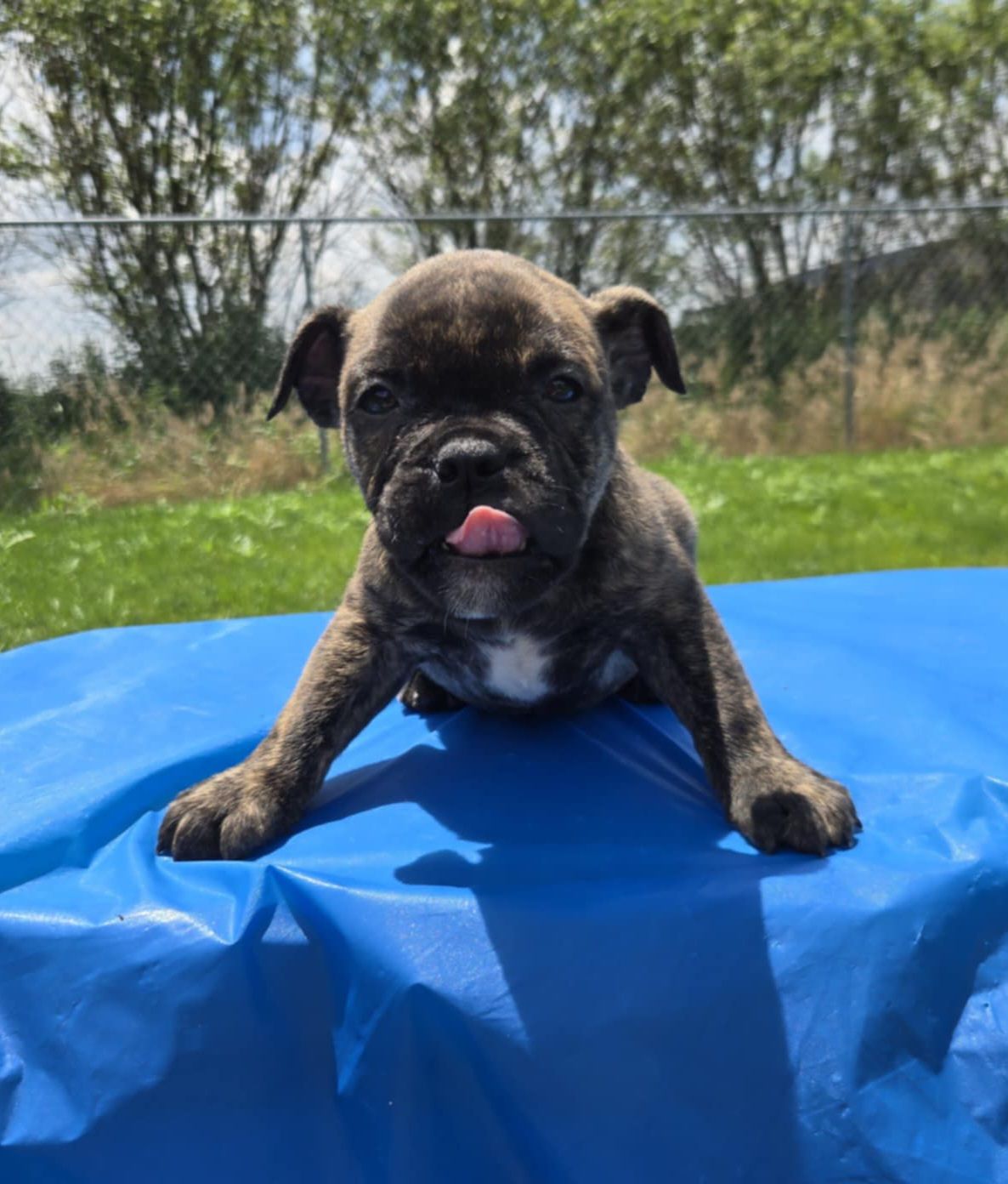 &quot;Mel&quot; Olde English Bulldog Puppy, Female