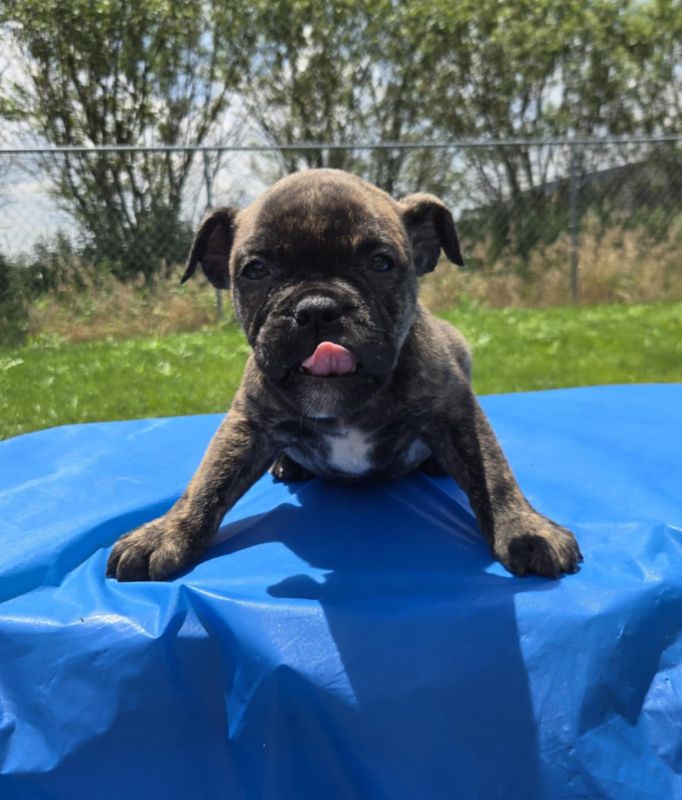 &quot;Mel&quot; Olde English Bulldog Puppy, Female
