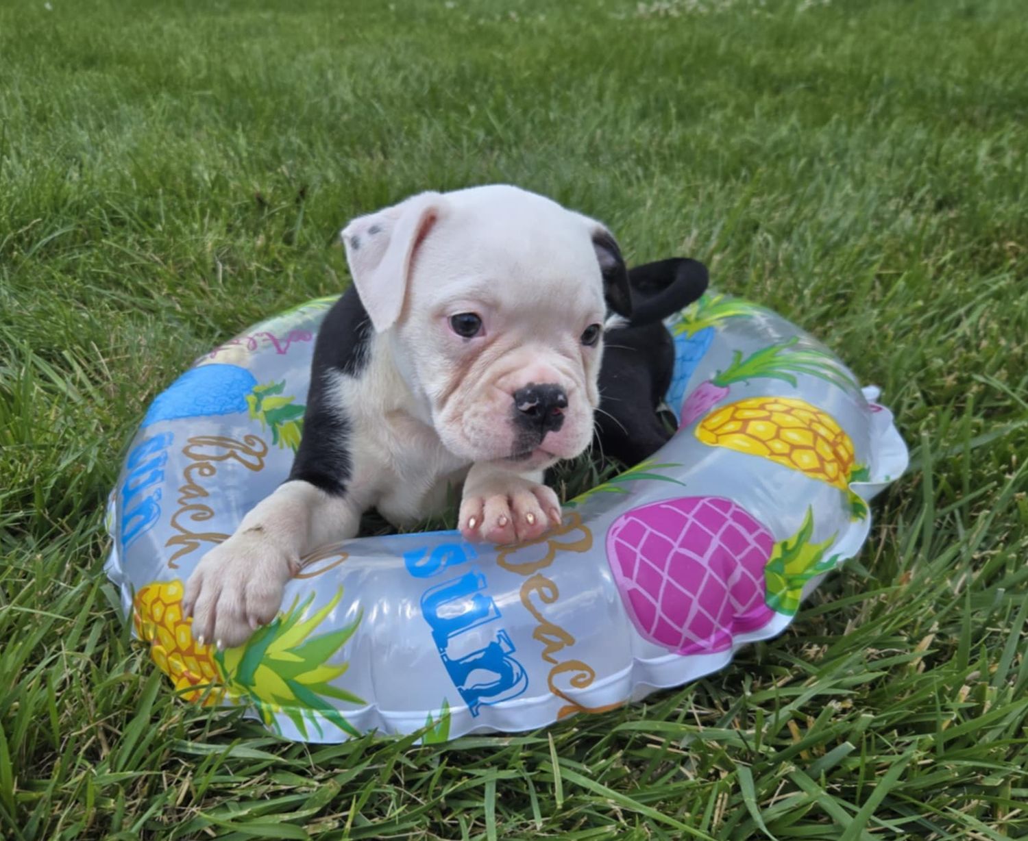 &quot;Roger&quot; Olde English Bulldog Puppy, Male