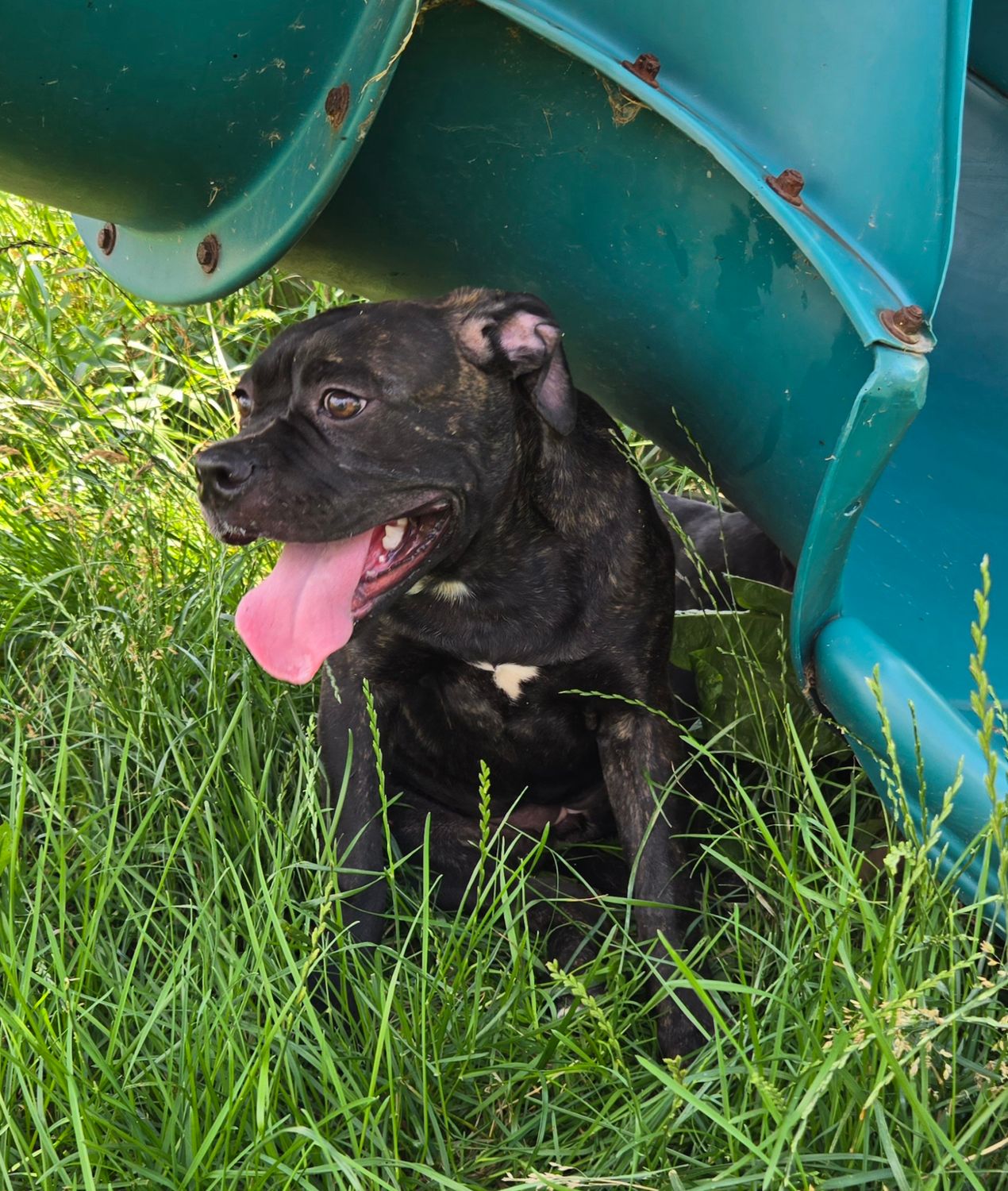 &quot;Birdie&quot; American Bulldog Puppy, Female